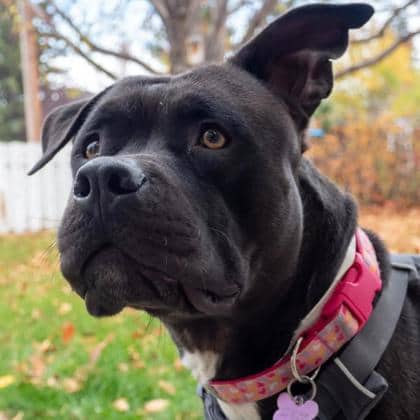 Casper - American Pit Bull Terrier/Mix available for adoption