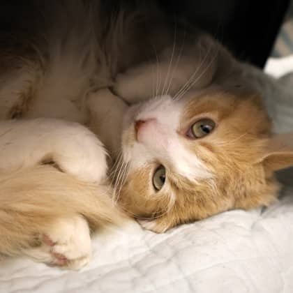 Chocobo - Domestic Shorthair/Mix cat cat available for adoption at Calgary Humane Society in Calgary