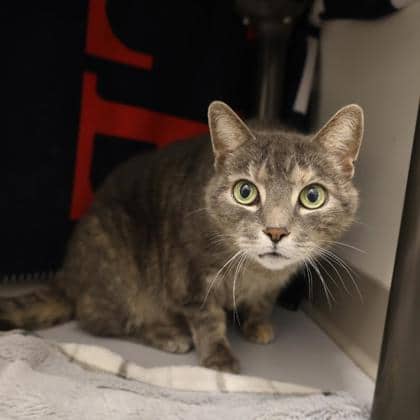 Maevis - Domestic Shorthair/Mix cat available for adoption