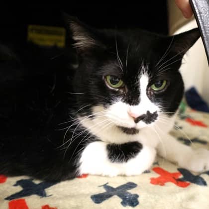 Charlie - Domestic Shorthair/Mix cat cat available for adoption at Calgary Humane Society in Calgary