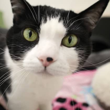 Jasper - Domestic Shorthair/Mix cat available for adoption