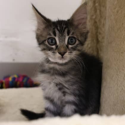 Isaac - Domestic Shorthair available for adoption