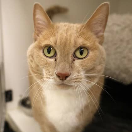 Ginger - Domestic Shorthair/Mix cat available for adoption