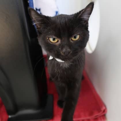 Rocket - Domestic Shorthair cat available for adoption at Calgary Humane Society in Calgary