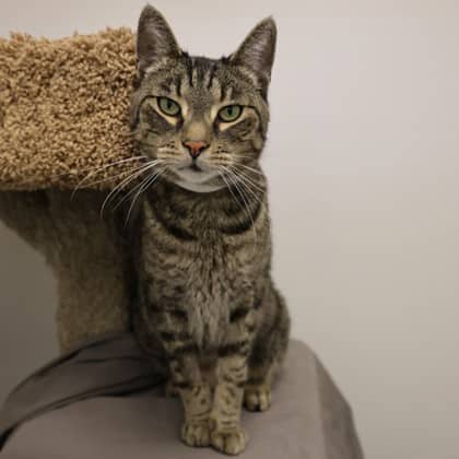 Jake - Domestic Shorthair/Mix cat available for adoption at Calgary Humane Society in Calgary