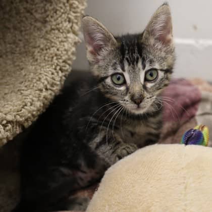 Isla - Domestic Shorthair available for adoption
