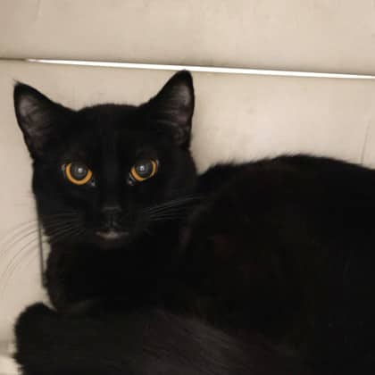 Ayala - Domestic Shorthair/Mix cat available for adoption
