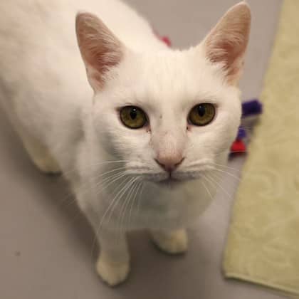 Ruby - Domestic Shorthair/Mix cat available for adoption