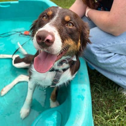 Bailey - Border Collie/Mix available for adoption in Alberta