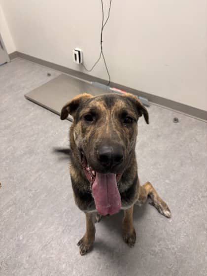 Otis - Large Mixed Breed available for adoption at Calgary Humane Society in Calgary
