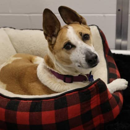 Pako - Medium Mixed Breed available for adoption at Calgary Humane Society in Calgary