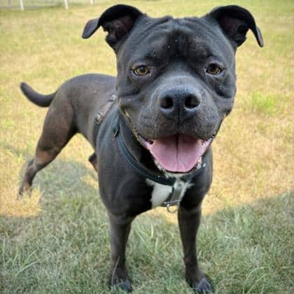 Sebastian - Pit Bull Terrier/Labrador Retriever available for adoption at Calgary Humane Society in Calgary