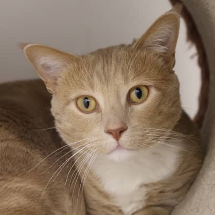 Goose - Domestic Shorthair/Mix cat cat available for adoption in Alberta