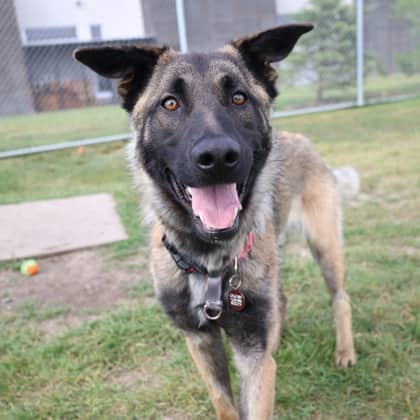 Diego - German Shepherd/Mix available for adoption