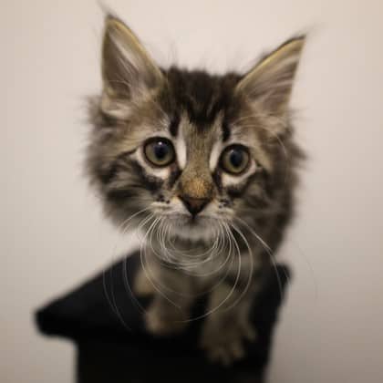 Pike - Domestic Shorthair cat available for adoption at Calgary Humane Society in Calgary