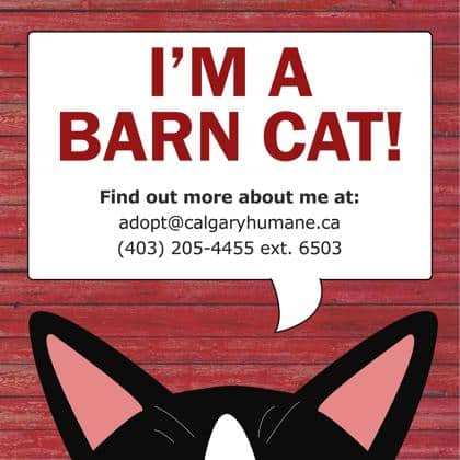 Roulette - Domestic Shorthair cat available for adoption at Calgary Humane Society in Calgary