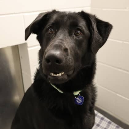 Mylo - Large Mixed Breed available for adoption at Calgary Humane Society in Calgary