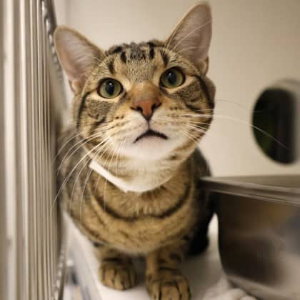 Rocky - Domestic Shorthair/Mix cat available for adoption