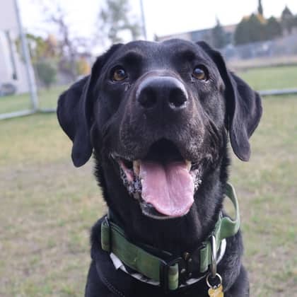 Buddy - Labrador Retriever/Mix available for adoption