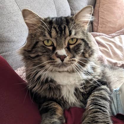Speedy - Domestic Longhair/Mix cat cat available for adoption at Calgary Humane Society in Calgary