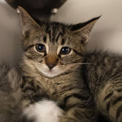 Brennan - Domestic Medium Hair cat available for adoption in Alberta