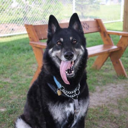 Harvey - Large Mixed Breed available for adoption