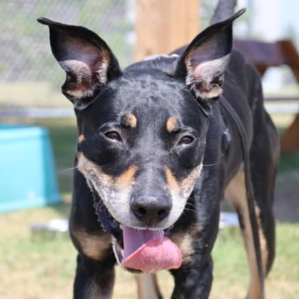 Ash - Large Mixed Breed available for adoption