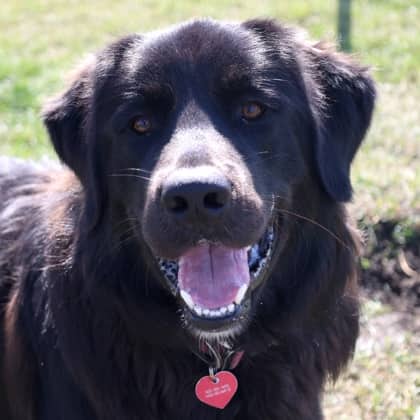 Mash - Great Pyrenees/Mix available for adoption at Calgary Humane Society in Calgary