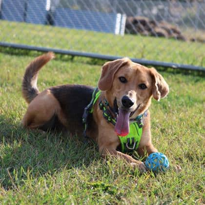 Milo - Large Mixed Breed available for adoption at Calgary Humane Society in Calgary
