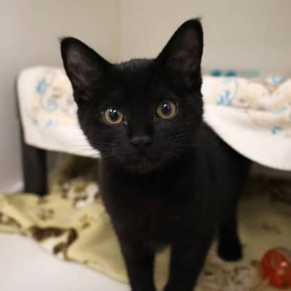 Cubby - Domestic Shorthair/Mix cat available for adoption