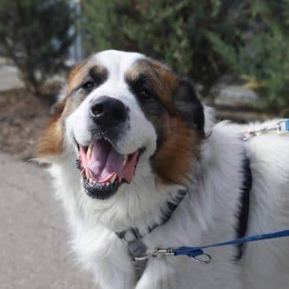 Romeo - Saint Bernard/Mix available for adoption