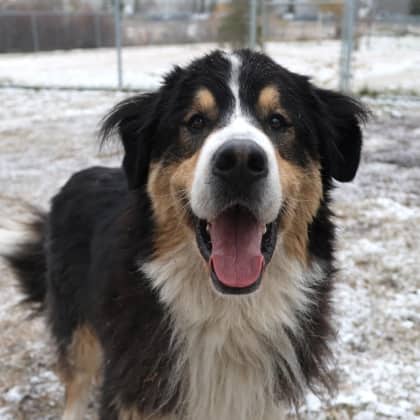 Bruce - Bernese Mountain Dog/Great Pyrenees available for adoption at Calgary Humane Society in Calgary
