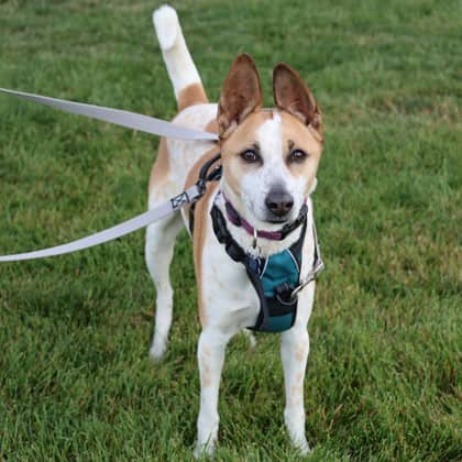 Pako - Medium Mixed Breed available for adoption