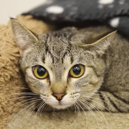 Clemontines - Domestic Shorthair/Mix cat available for adoption