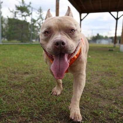Rafa - American Pit Bull Terrier/Mix available for adoption at Calgary Humane Society in Calgary