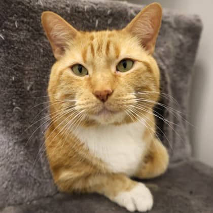 Freddie - Domestic Shorthair/Mix cat available for adoption
