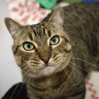 Milo - Domestic Shorthair/Mix cat available for adoption