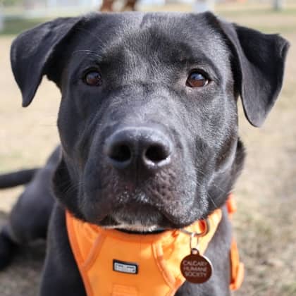 Tommy - Large Mixed Breed available for adoption at Calgary Humane Society in Calgary