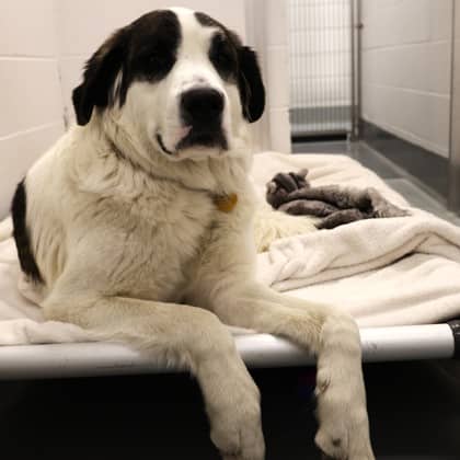 Sadie - Great Pyrenees/Mix available for adoption at Calgary Humane Society in Calgary