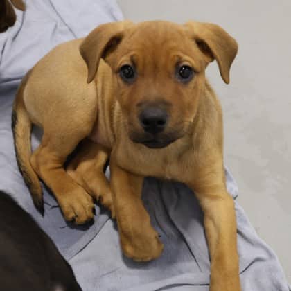 Lizzie - Pit Bull Terrier/Mix available for adoption
