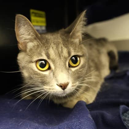 Luna - Domestic Shorthair/Mix cat cat available for adoption at Calgary Humane Society in Calgary