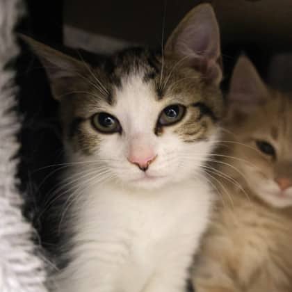 Kevin - Domestic Medium Hair cat available for adoption in Alberta