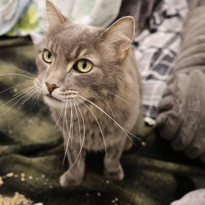Sam - Domestic Shorthair/Mix cat cat available for adoption at Calgary Humane Society in Calgary