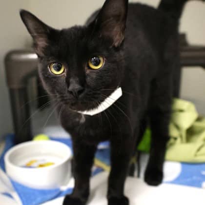Cavendish - Domestic Shorthair/Mix cat cat available for adoption at Calgary Humane Society in Calgary
