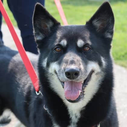 Kaya - Siberian Husky/German Shepherd available for adoption at Calgary Humane Society in Calgary