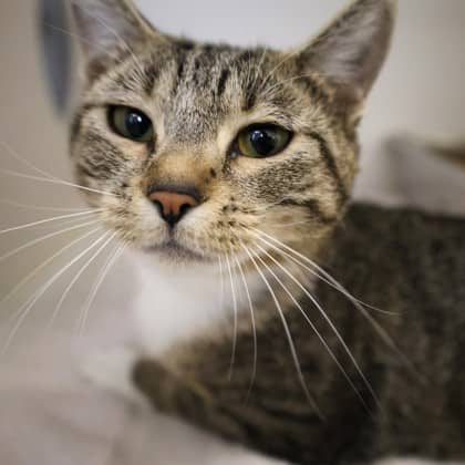 Marbles - Domestic Shorthair/Mix cat available for adoption