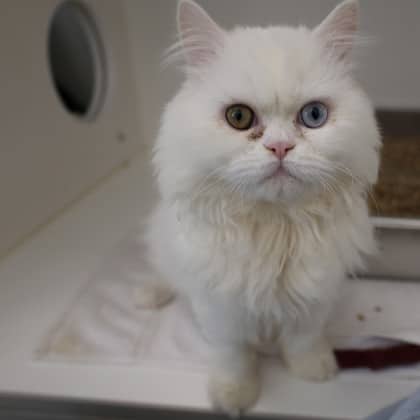 Dude - Persian cat available for adoption at Calgary Humane Society in Calgary