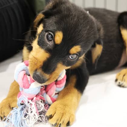 Cinnamon - Doberman Pinscher/Bernese Mountain Dog available for adoption