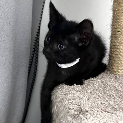 Avery - Domestic Shorthair available for adoption
