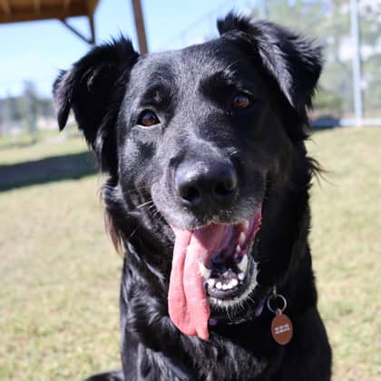 Junie - Border Collie/Mix available for adoption in Alberta